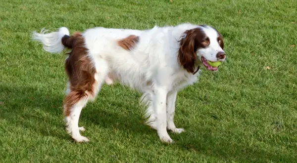 Ein English Springer Spaniel mit braunen Flecken und einem Ball im Maul steht auf einer grünen Wiese. Tolle Erfahrungen mit dieser Rasse sind garantiert!
