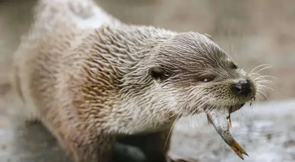 Fischotter in Bayern, der sein Jagdrecht mit einem Fisch in den Zähnen ausübt.
