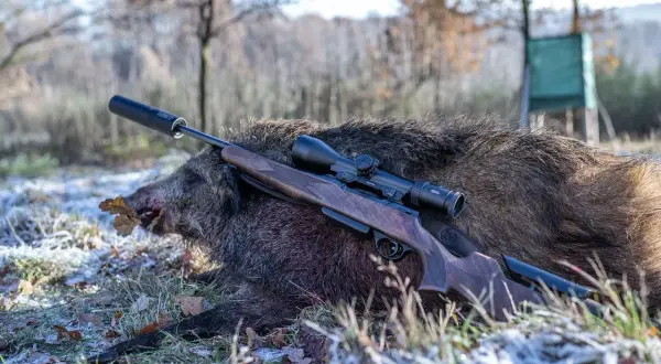 Ein erlegtes Wildschwein liegt im Gras, daneben eine Büchse mit Zielfernrohr. Die 6.5 Creedmoor eignet sich gut für solches Wild.