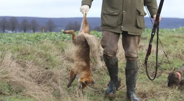 Jäger hält erlegten Fuchs hoch. Ein Hund wartet geduldig. Die Fuchsjagd war erfolgreich.