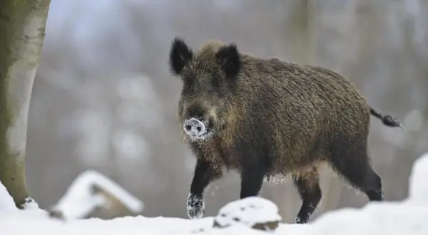 Ein riesen wildschwein stapft durch den Schnee, die Schnauze mit Reif bedeckt.