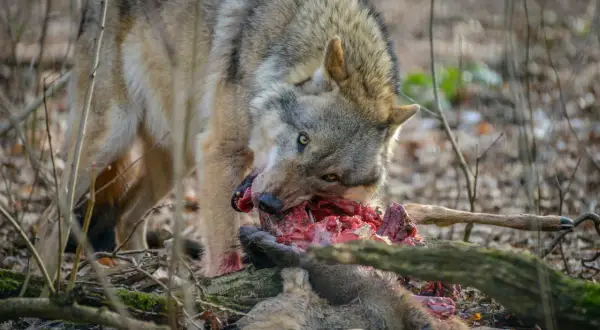 Ein Wolf frisst ein erlegtes Wildschwein im Wald. Die Szene zeigt die rohe Natur.