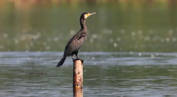Ein Kormoran sitzt auf einem Holzpfahl im Wasser und wartet auf seine nächste Kormoran Jagd.