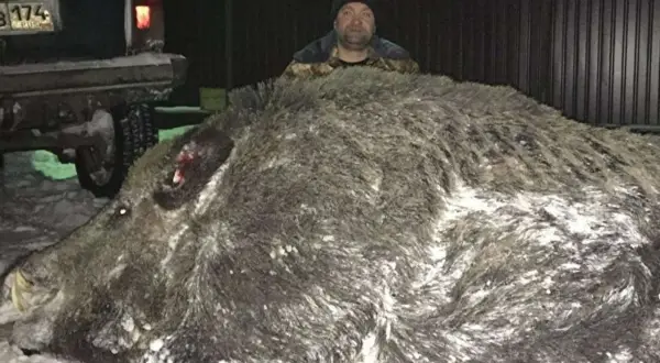 Ein Mann steht hinter einem riesigen Wildschwein. Das beeindruckende Wildschwein Gewicht lässt erahnen, dass dies eine außergewöhnliche Jagd war.