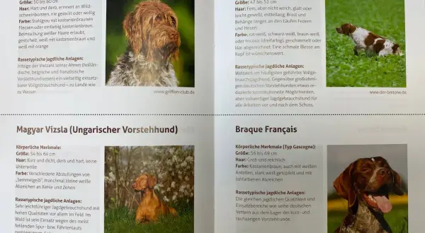 Ein brauner Jagdhund mit weißer Brust und Pfoten, der im Gras steht. Ein weiterer Jagdhund, ein Vizsla, sitzt im Gras.