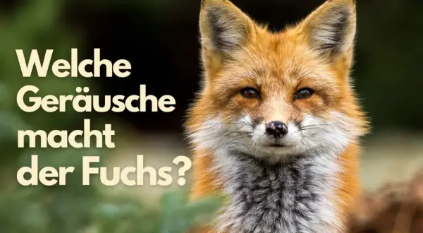Ein Rotfuchs blickt neugierig in die Kamera. Die Frage "Welche Geräusche macht der Fuchs?" steht im Bild.
