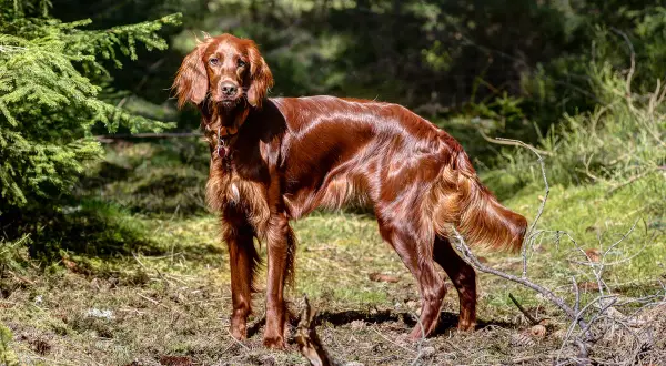 Ein schöner Irish Setter im Wald, der aufmerksam die Umgebung beobachtet. Keine Probleme hier, nur Natur.