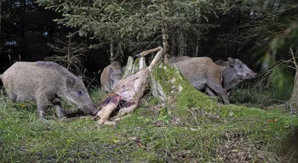 Wildschweine fressen ein Reh im Wald. Mehrere Tiere sind um den Kadaver versammelt, der auf einem moosbewachsenen Baumstumpf liegt.