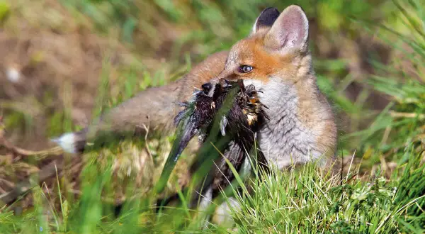Ein junger Fuchs mit Beute im Maul, der gerade versucht, sie zu verspeisen.