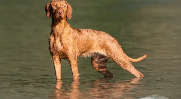 Ein brauner Drahthaar-Wischler steht im Wasser, sein Fell glänzt nass.