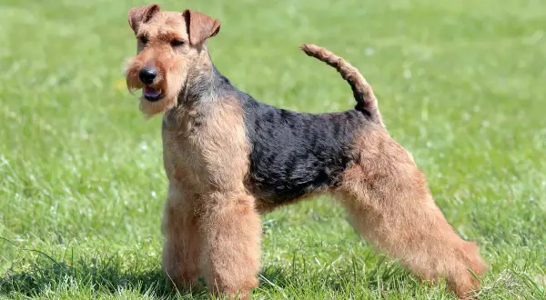 Ein stolzer Welsh Terrier steht auf einer grünen Wiese. Sein struppiges Fell ist schwarz und braun gefärbt.