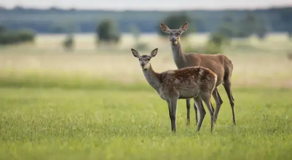 Zwei schmucke Rotwild-Tiere stehen auf einer grünen Wiese.