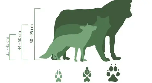 Größenvergleich: Fuchs (35-45 cm), Goldschakal (44-50 cm) und Wolf (50-95 cm). Die Abdrücke zeigen den Goldschakal-Wolf-Unterschied.