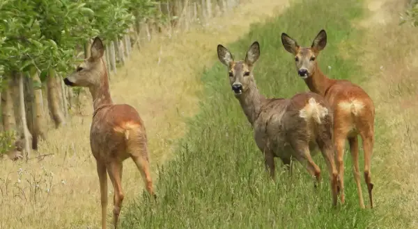 Drei Rehe stehen auf einer Wiese neben einem Obstgarten. Ein Reh blickt nach links, die anderen beiden schauen neugierig in die Kamera. Beim Rehwild ansprechen ist die Tarnung wichtig.