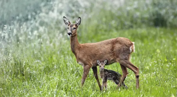 Eine Rehgeiß mit ihrem getupften Kitz im hohen Gras. Rehe sind oft in der Dämmerung aktiv, wenn sie nach Nahrung suchen.