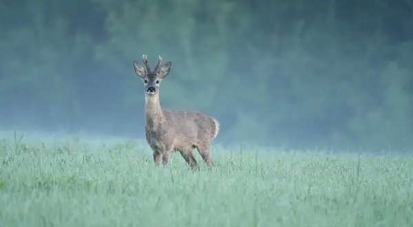 Ein Rehbock steht im Morgentau auf einer Wiese. Die Blattzeit hat begonnen, und das Rehwild ist aktiv.