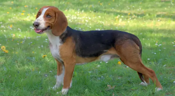 Ein dreifarbiger Bracke Hund mit aufmerksamem Blick steht auf einer grünen Wiese. Sein Charakter strahlt Neugier und Freundlichkeit aus.