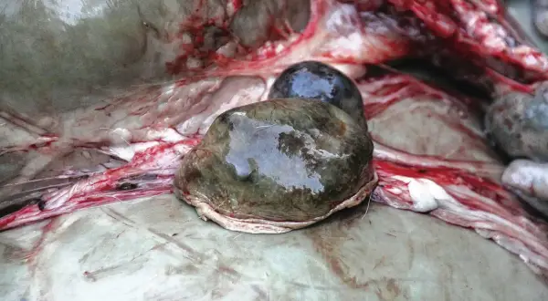 Nahaufnahme der Milz eines Rehs, die mit Blut durchzogen ist.