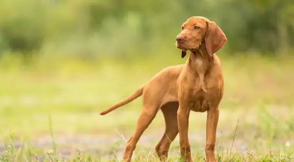 Ein junger, kurzhaariger Magyar Vizsla steht auf einer grünen Wiese und blickt aufmerksam zur Seite.