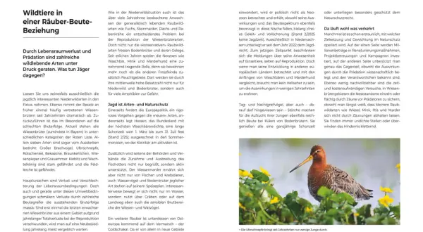 Ein Vogel mit langem Schnabel und braunem Gefieder sitzt im Gras. Er ist ein Beispiel für Niederwild, das durch Prädatoren bedroht ist.