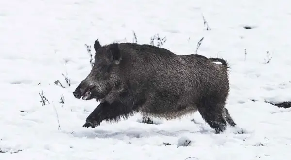 Ein Wildschwein rennt durch den Schnee. Es ist ein beeindruckender Anblick, dieser haltepunkt wildschwein in der winterlichen Landschaft.