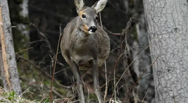 Ein Reh steht im Wald, bereit für den jagdjahr beginn. Die Natur erwacht, und das scheue Tier ist auf der Hut.