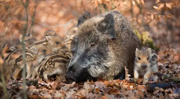 Eine Wildschwein-Mutter schützt ihre gestreiften Frischlinge im Laub.