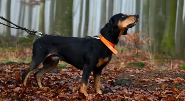 Schwarzwildbracke mit orangefarbenem Halsband im Herbstwald. Ein treuer Familienhund, der aufmerksam die Umgebung beobachtet.