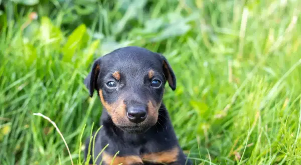 Ein süßer deutscher Jagdterrier glatthaar Welpe sitzt im grünen Gras und schaut neugierig in die Kamera.