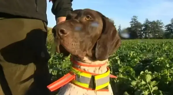 Jagdhund in Bayern, geschützt vor Aujeszky'scher Krankheit.