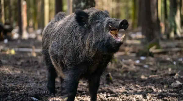 Ein Keiler, ein wildes Schwein, steht im Wald und zeigt seine beeindruckenden Hauer.
