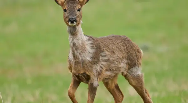 Rehwild im Fellwechsel, das Fell wirkt struppig und ungleichmäßig.