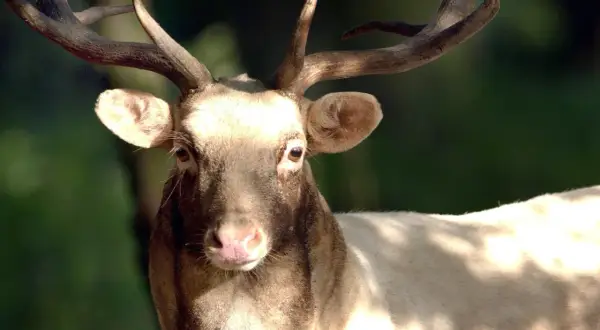 Ein Damhirsch mit prächtigem Geweih blickt in die Kamera. Die Jagdzeit in Niedersachsen beginnt.