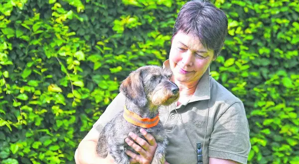 Eine Frau hält liebevoll einen Dackel, der als Jagdhund bekannt ist.