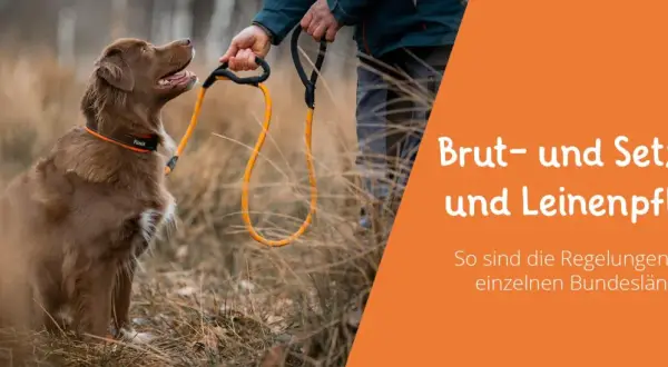 Brauner Hund mit Leine wartet auf seinen Besitzer. Informationen zu Brut- und Setzzeit sowie Leinenpflicht in den Bundesländern.