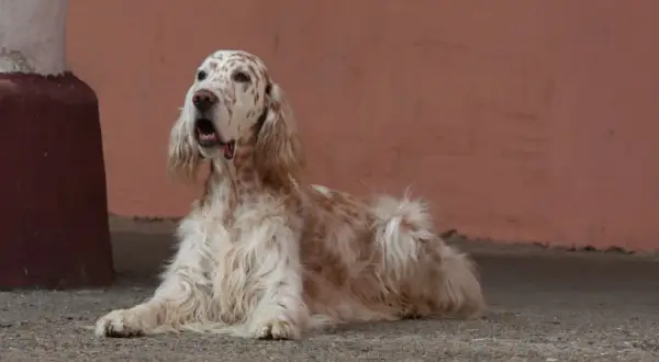 Ein English Setter liegt auf dem Boden, sein Fell ist weiß mit braunen Flecken. Er sieht besorgt aus, vielleicht wegen möglicher English Setter Krankheiten.
