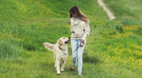 Frau mit Golden Retriever auf einer Wiese mit gelben Blumen. Die **Brut und Setzzeit Sachsen** ist eine gute Zeit für Spaziergänge in der Natur.