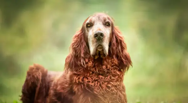 Ein älterer Irish Setter mit markantem Gesicht und rotem Fell, der im Gras sitzt. Seine Lebenserwartung ist hoch, er ist ein treuer Begleiter.