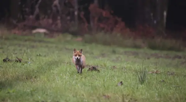 Ein neugieriger Fuchs nähert sich vorsichtig über eine grüne Wiese. Ein Versuch, den Fuchs anzulocken, könnte hier gelingen.
