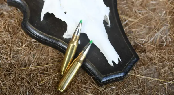 Zwei Patronen des Kalibers .308 Winchester liegen auf einem Geweih. Die .308 Win Reichweite ist beeindruckend für die Jagd.