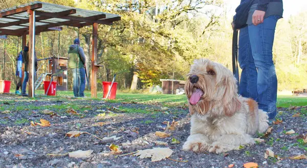 Ein Hund liegt entspannt am Boden, während im Hintergrund Menschen auf einem Schießstand sind. Hier wird der Hund schussfest gemacht.