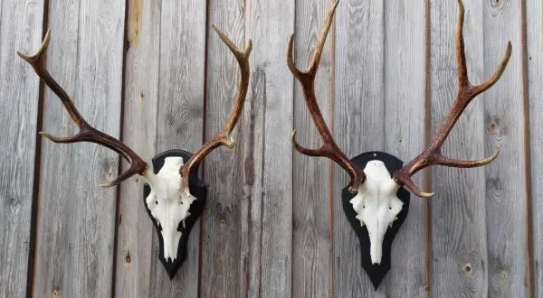 Zwei prächtige Hirschgeweihe, die an einer Holzwand hängen. Diese Hirsch-Trophäen sprechen die Klasse 3 an und sind ein beeindruckender Anblick.