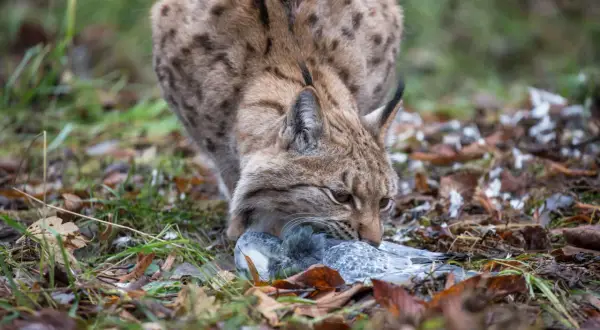 Ein Luchs mit getupftem Fell packt eine Taube. Ein Luchs-Angriff auf ein Beutetier, nicht auf einen Menschen.