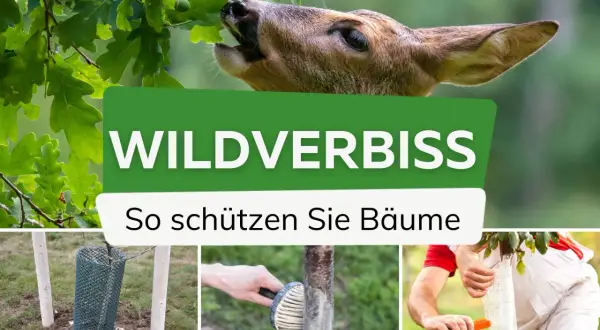 Wildverbiss: Ein Reh frisst Eichenblätter. Bild zeigt Schutzmaßnahmen wie Gitter und Manschetten. Hausmittel gegen Wildverbiss sind hier nicht zu sehen.