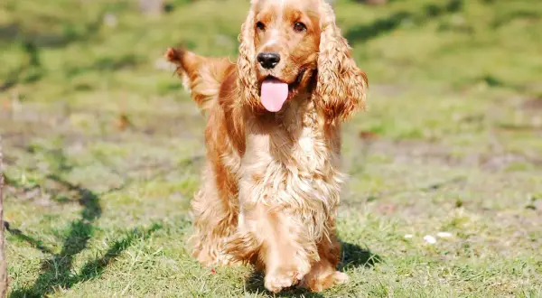 Ein goldener Cocker Spaniel, eine der beliebtesten Spaniel Rassen, genießt die Sonne im Gras.