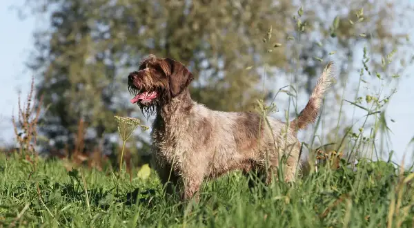 Ein Deutsch Drahthaar, bekannt für seinen ausgeprägten griffon charakter, steht im hohen Gras.