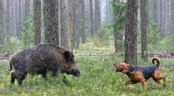 Ein Hund bellt ein Wildschwein im Wald an. Die Szene zeigt eine spannende Jagd mit Hunden im dichten Unterholz.