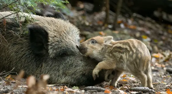Ein Frischling kuschelt sich an seine Mutter. Bilder von Schwarzwild ansprechen: Ein süßer Moment im Wald.
