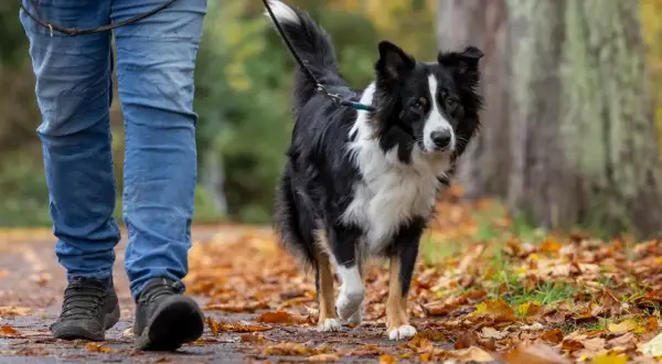 Ein Border Collie läuft an der Leine durch Laub. Beachten Sie die Leinenpflicht zur Brut- und Setzzeit in Schleswig-Holstein.