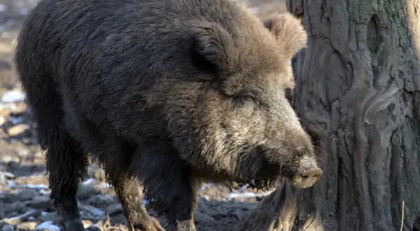Ein Wildschwein wühlt im Matsch neben einem Baum. Vielleicht sucht es nach Wurzeln, die es nach einem **Pachtvertrag Erbfall** für den Winter bunkern kann.